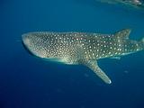 Djibouti - Whale Shark in the Gulf of Aden - 01